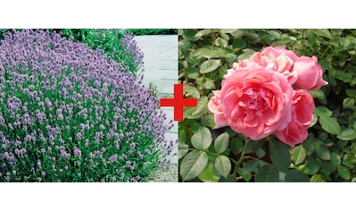 BCM Beetpflanze »Rose Kimono & Lavendel«, (2 St.), Pflanzen-Set: Rose und Lavendel kaufen