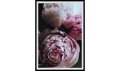 Bild »Ursula«, Blumen, Rosen, gerahmt