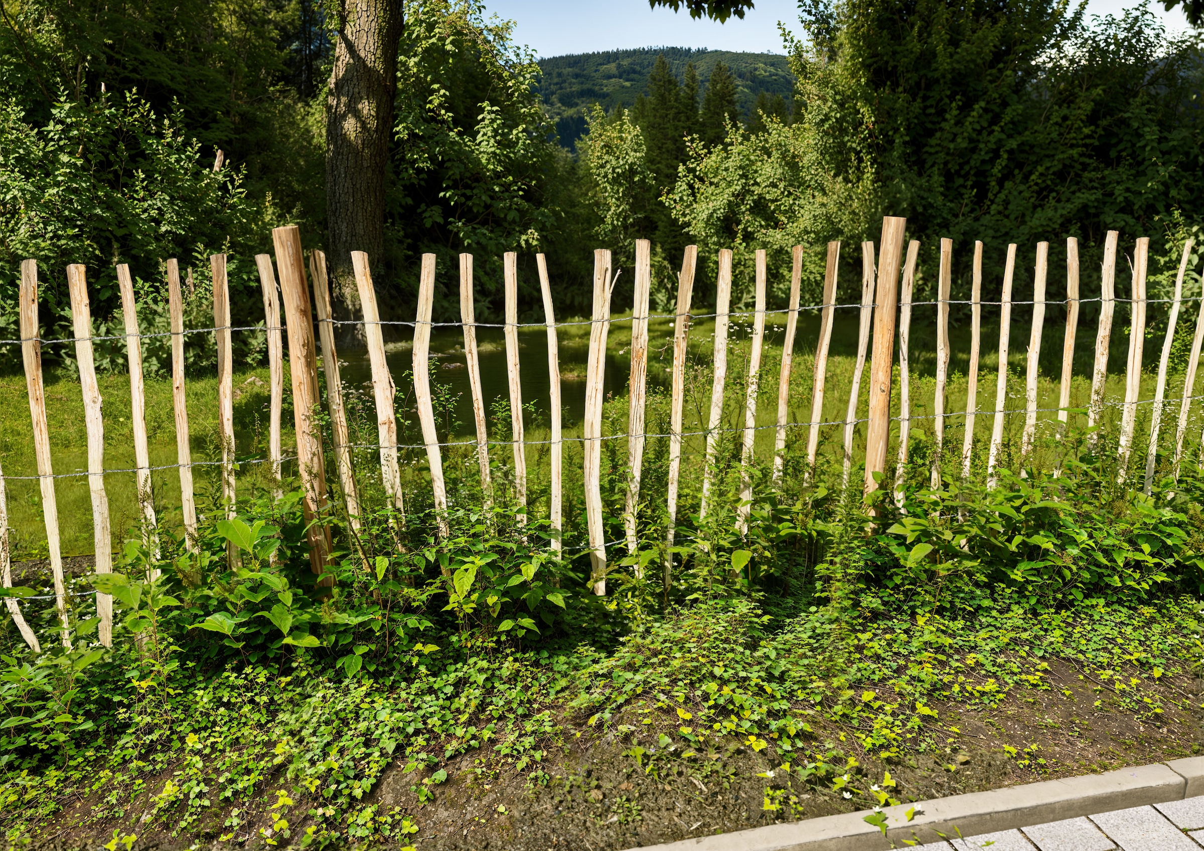 KONIFERA Staketenzaun "Rollzaun Haselnuss, HxB: 120x500 oder 150x300 cm" fü günstig online kaufen