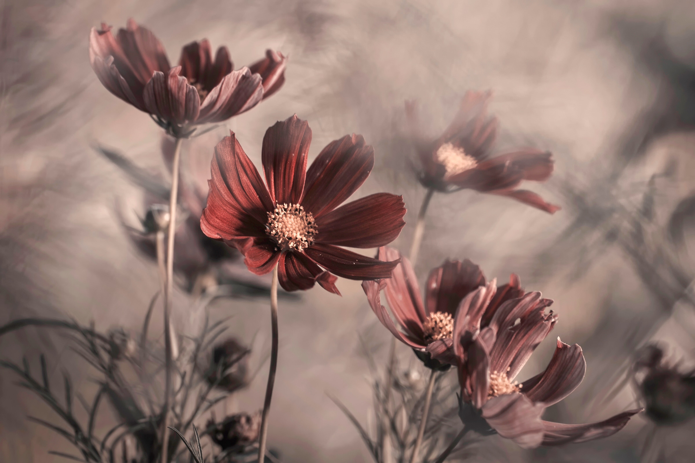 Papermoon Fototapete »Photo-Art FABIEN BRAVIN, COSMOS 2019«