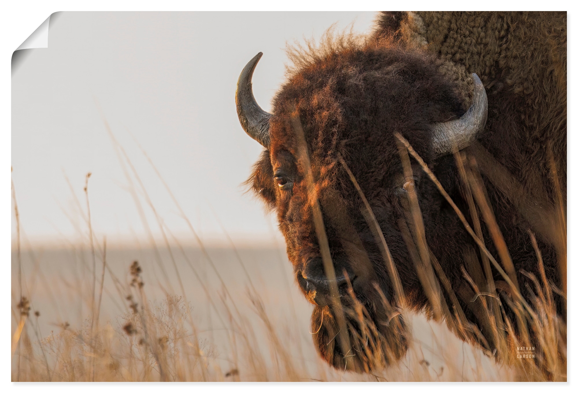 Artland Wandbild "Bison Sunset" Wildtiere 1 Stk. tlg. als Alubild, Leinwandbild, Poster, Wandaufkleber in verschied. Größen