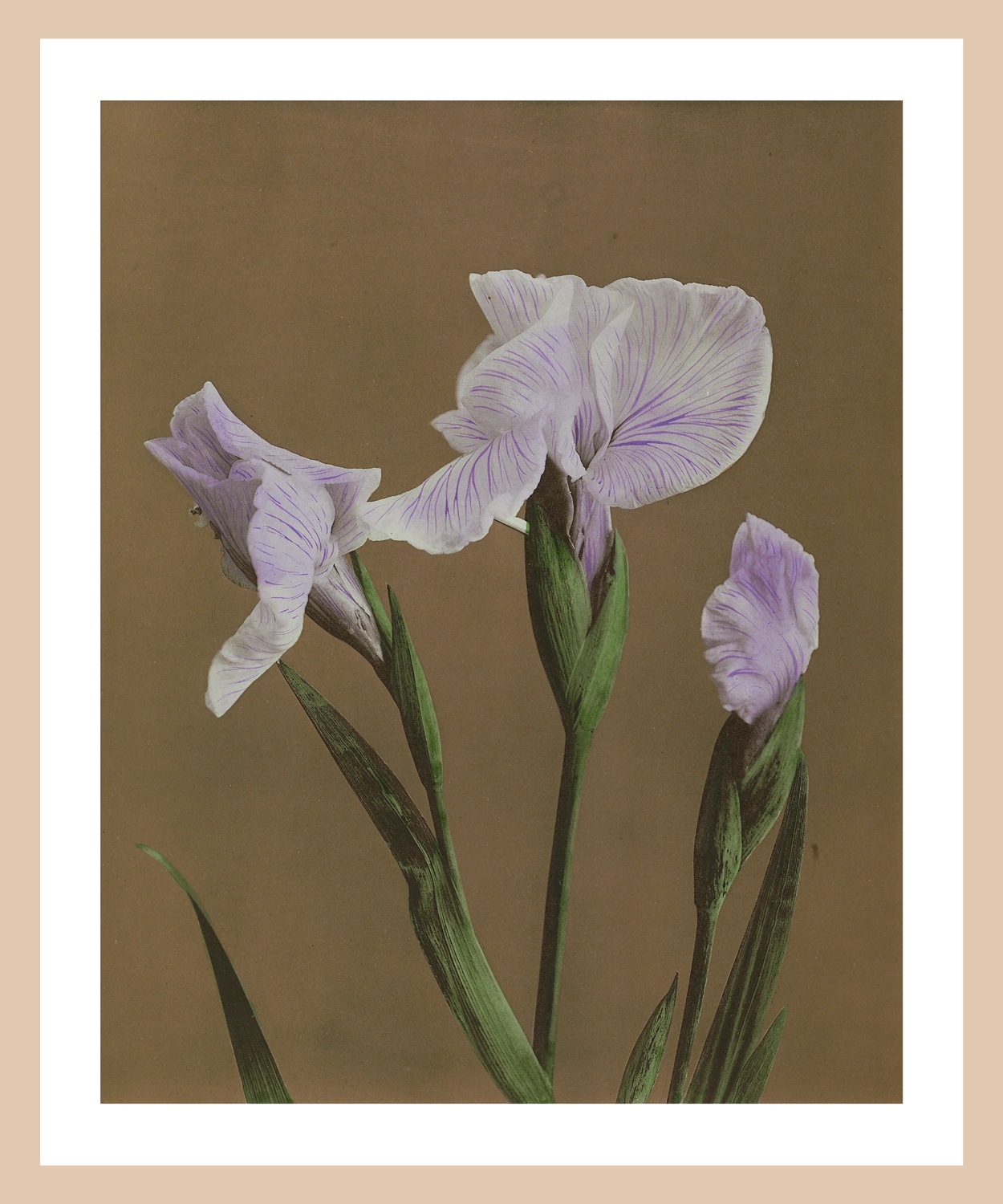 queence Bild mit Rahmen »Irma«, Blumen-Pflanzen-Kunst-Blumenbilder, Premium Poster mit Naturholzrahmen, Handarbeit aus Deutschland