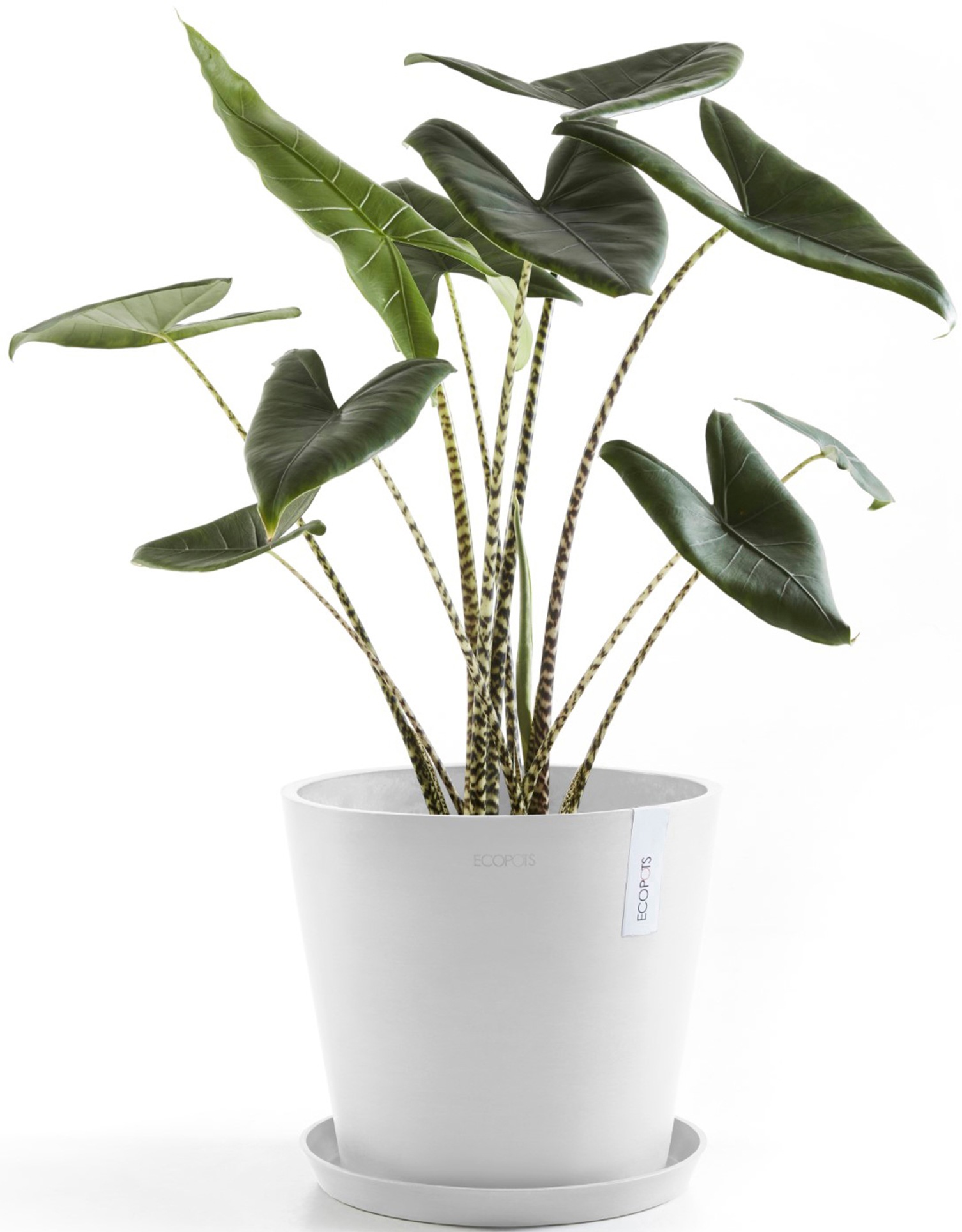 ECOPOTS Blumentopf »Amsterdam 40 Weiß«, für innen und außen: frostsicher, bruchsicher und lichtbeständig