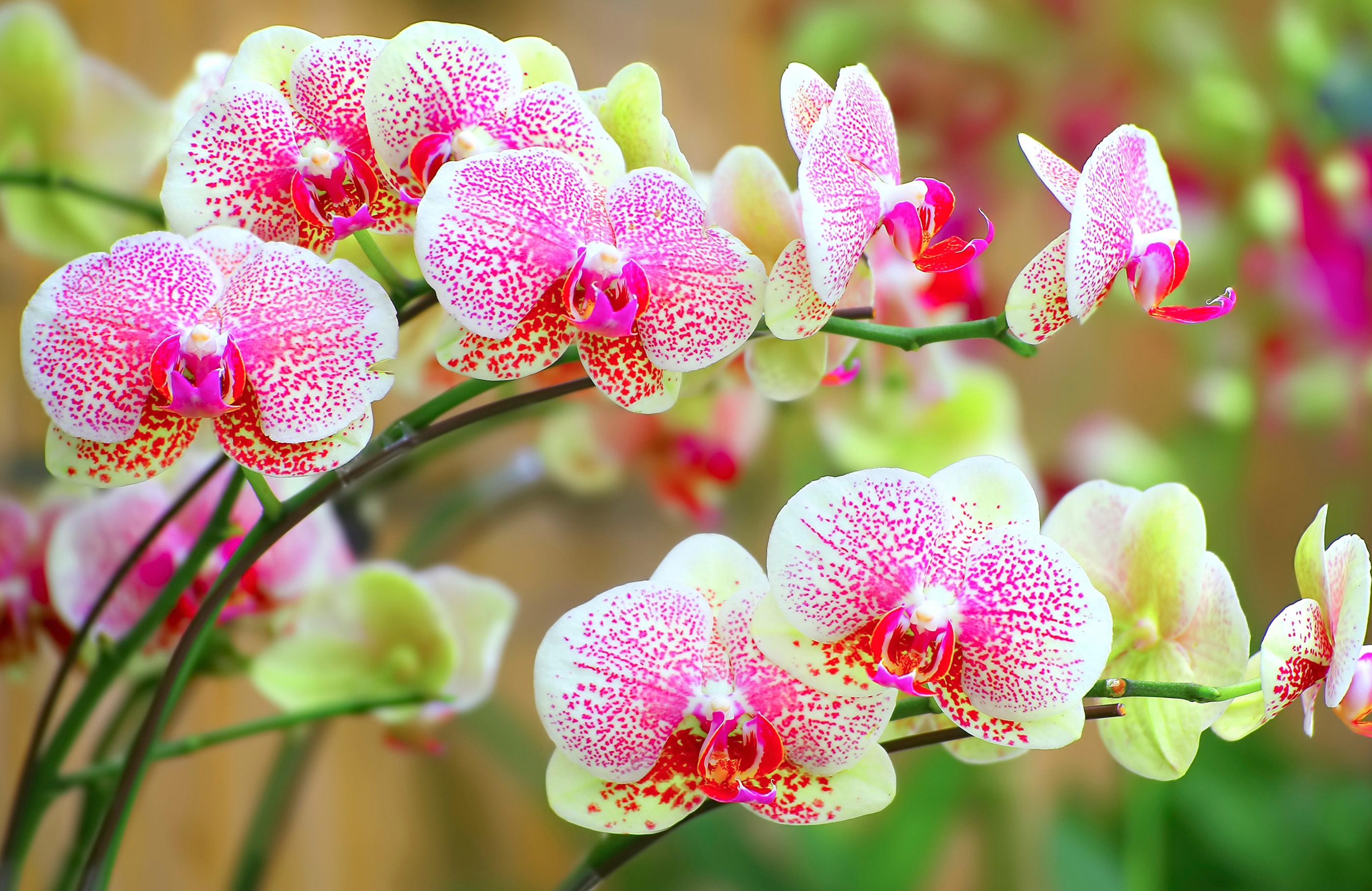 Papermoon "ORCHIDEEN-BLUME PFLANZE BLÜTE MAKRO NATUR MUSTER DEKOR"