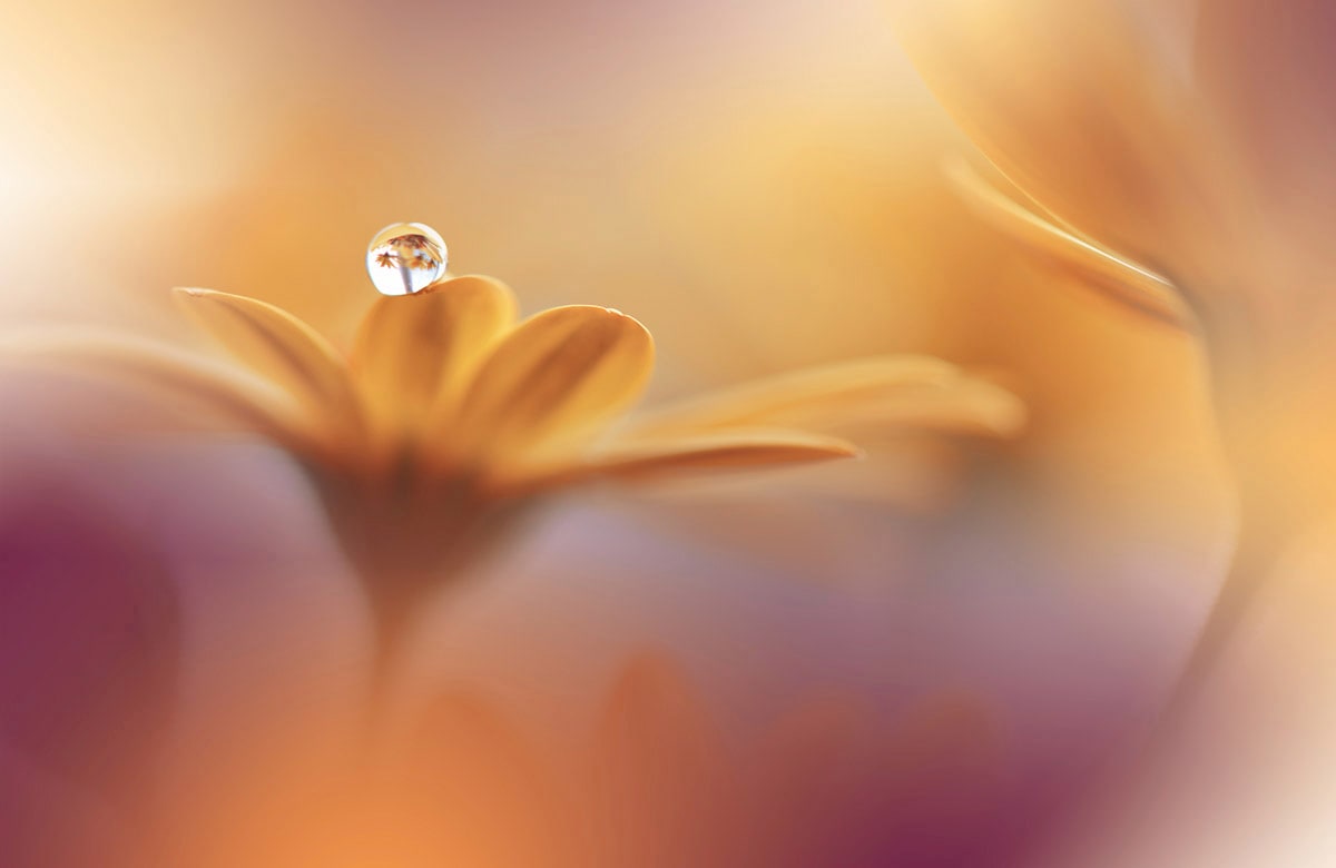 Papermoon "Zen Wassertropfen mit Blume Makro"