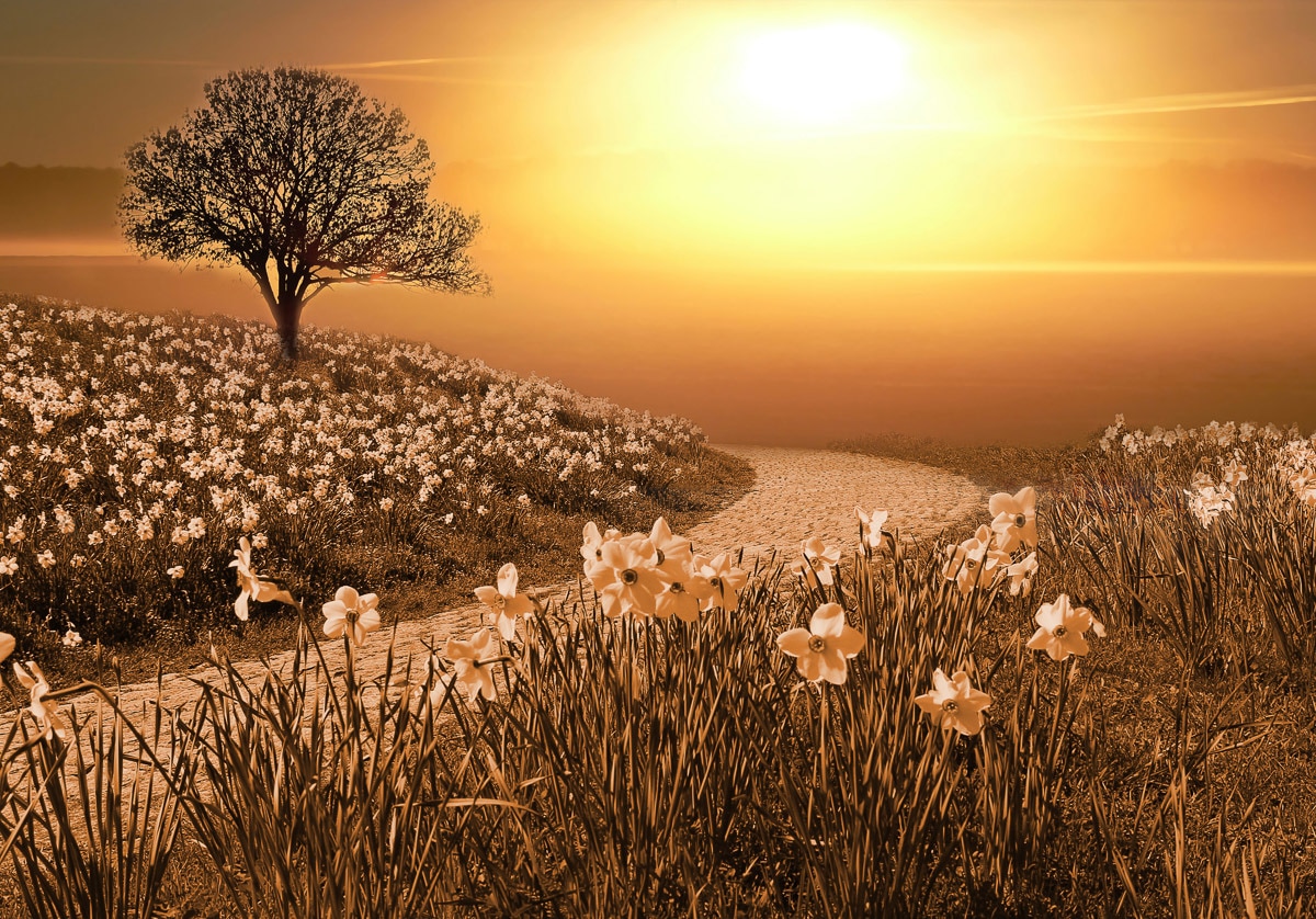Papermoon Fototapete "Magische Landschaft"
