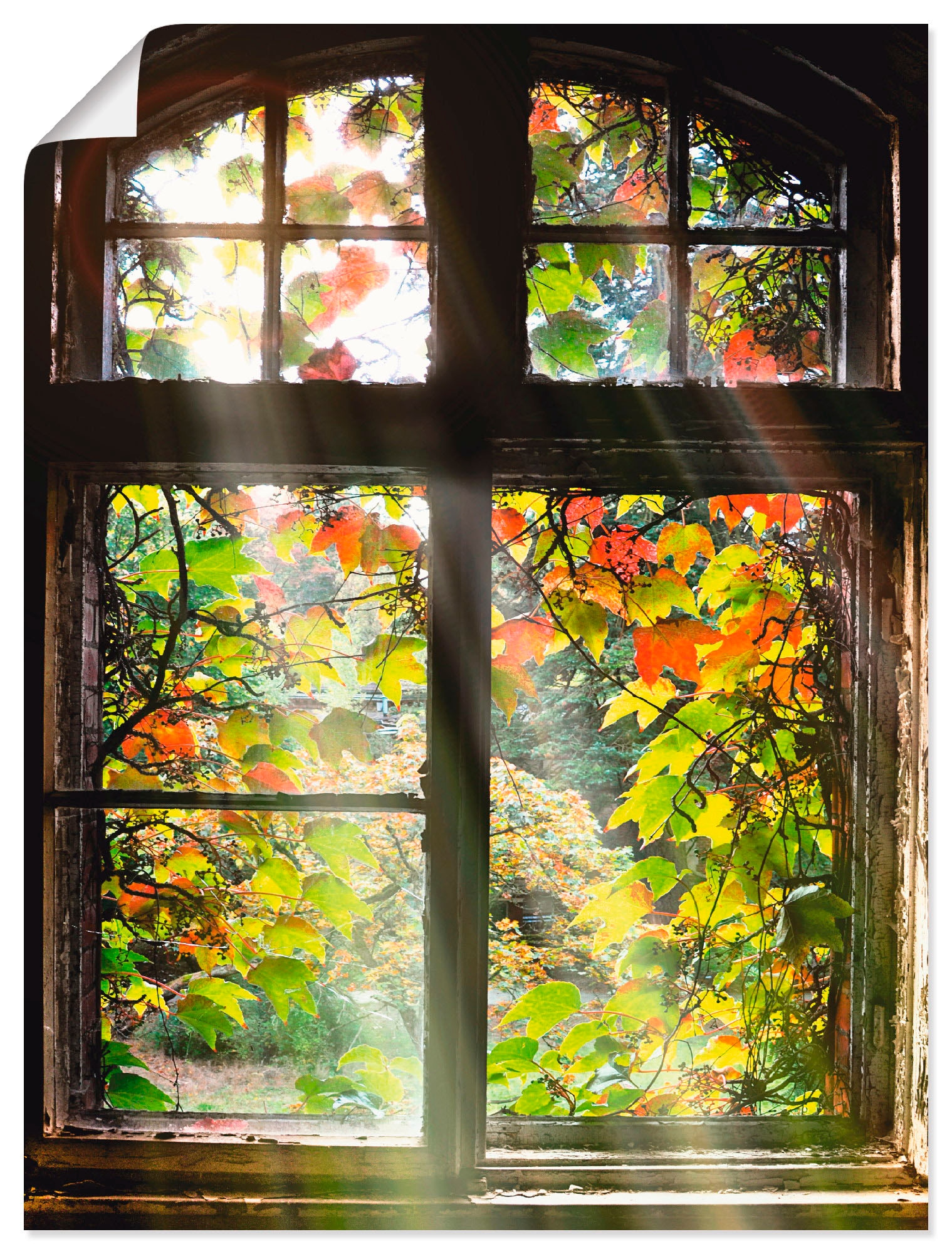 Artland Wandbild "Altbau" Fenster & Türen 1 Stk. tlg. als Alubild, Outdoorb günstig online kaufen