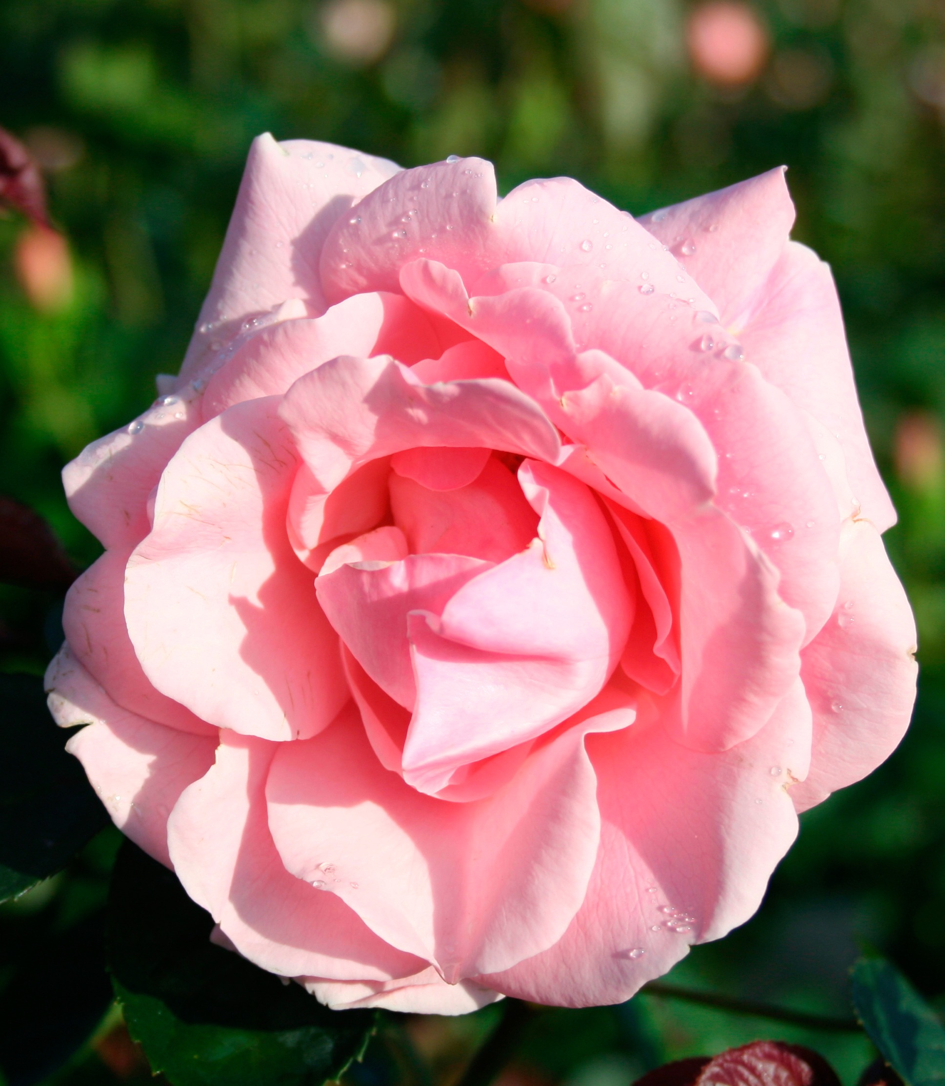 BCM Gehölze »Kletterrose 'Coral Dawn'®«, (1 St.), Höhe: 40-50 cm, 1 Pflanze kaufen