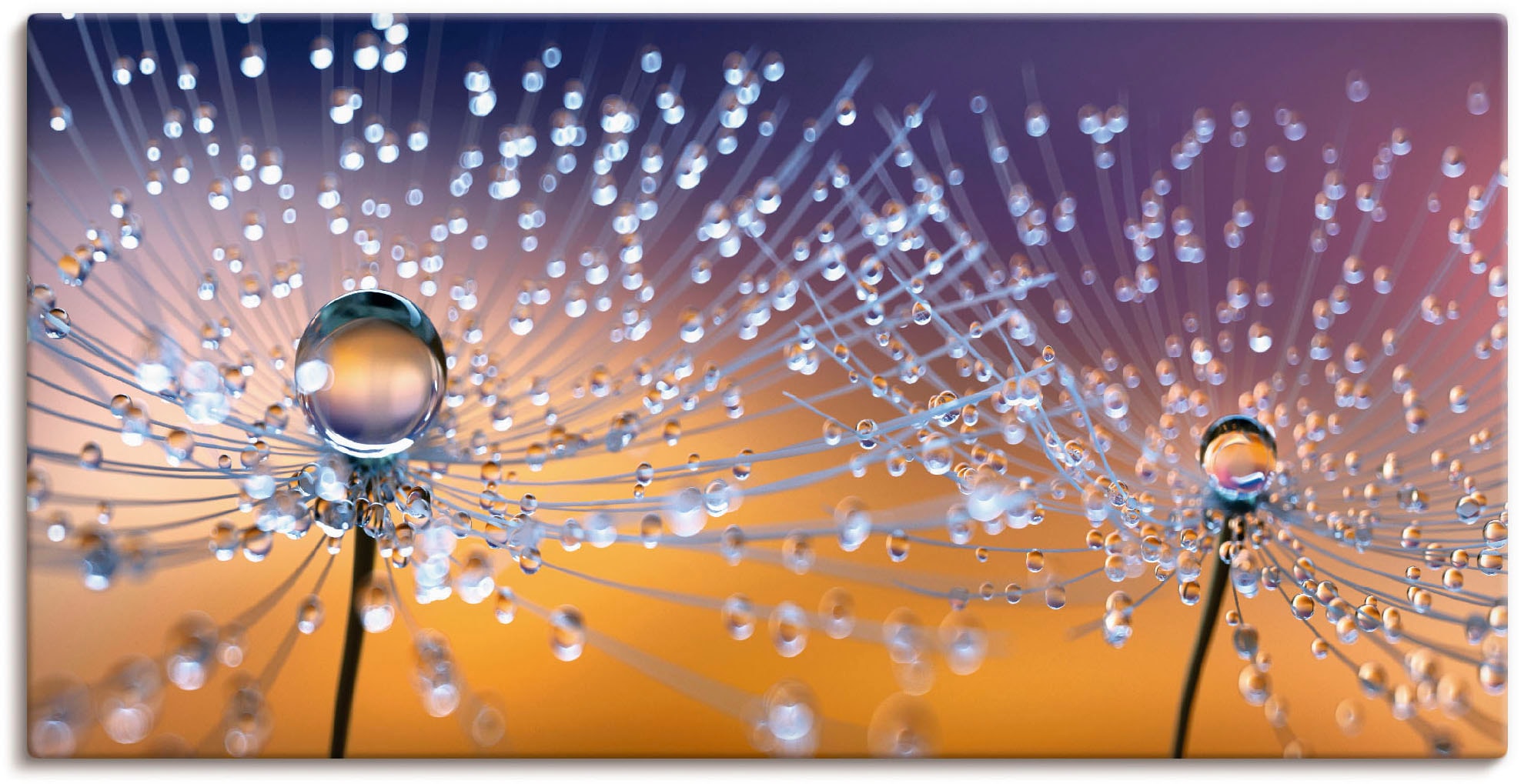 Artland Leinwandbild "Pusteblumen Tautropfen" Blumenbilder 1 Stk. tlg. auf günstig online kaufen