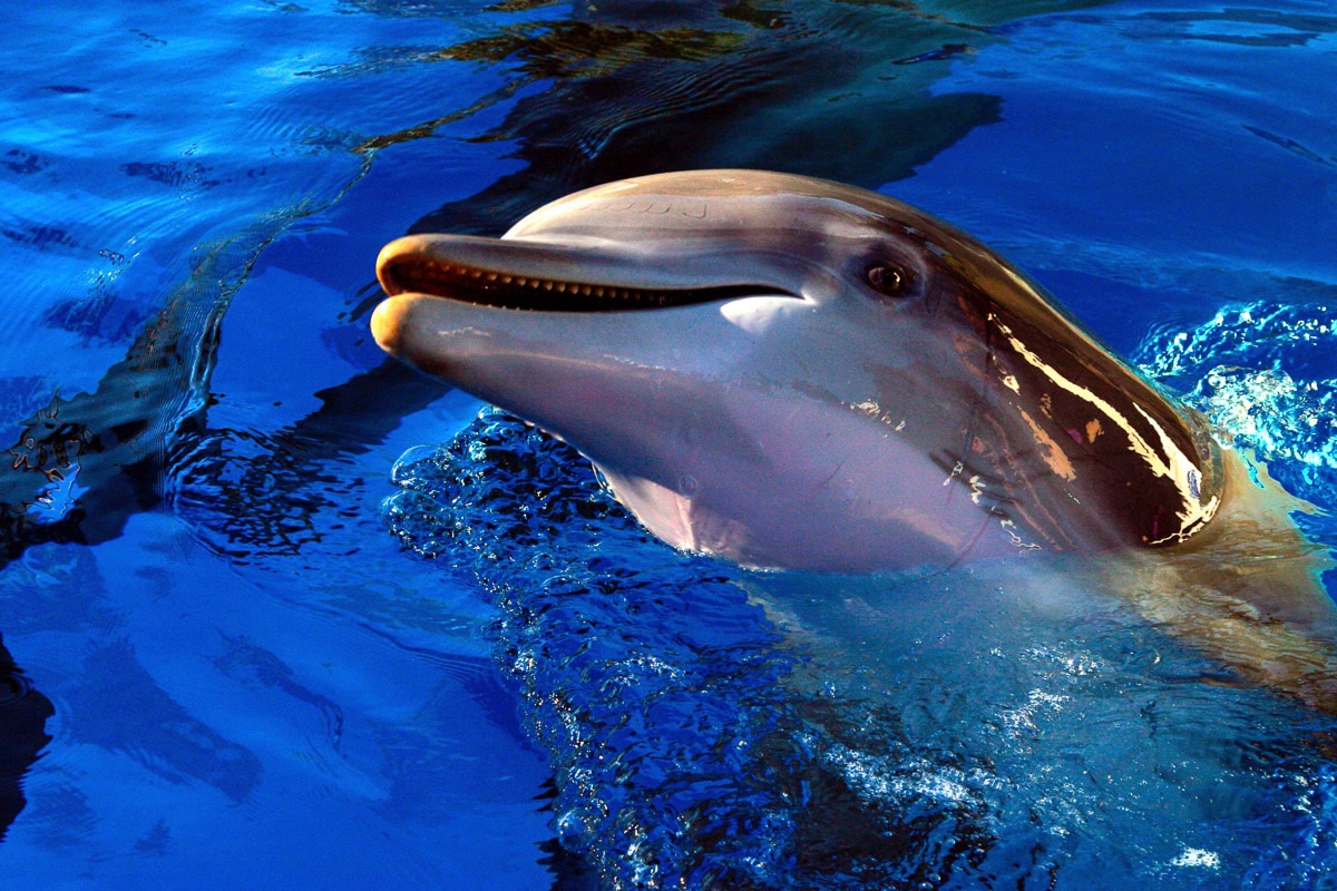 Papermoon Fototapete "Delfin"