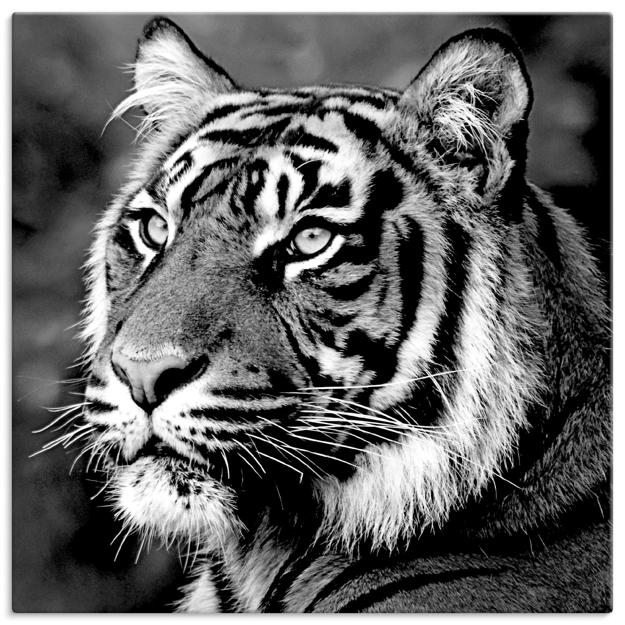 Artland Wandbild "Tiger", Wildtiere, (1 St.), als Leinwandbild, Poster, Wan günstig online kaufen