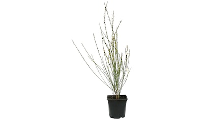 BCM Beetpflanze »Ginster-Mix«, (3 St.), Höhe: 30-40 cm, 3 Pflanze kaufen