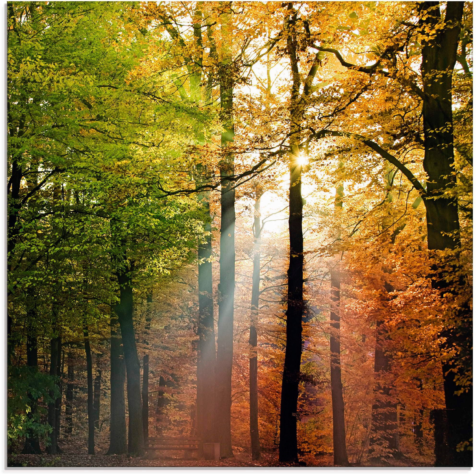 Artland Glasbild »Schöner Herbsttag 2«, Wald, (1 St.), in verschiedenen Größen