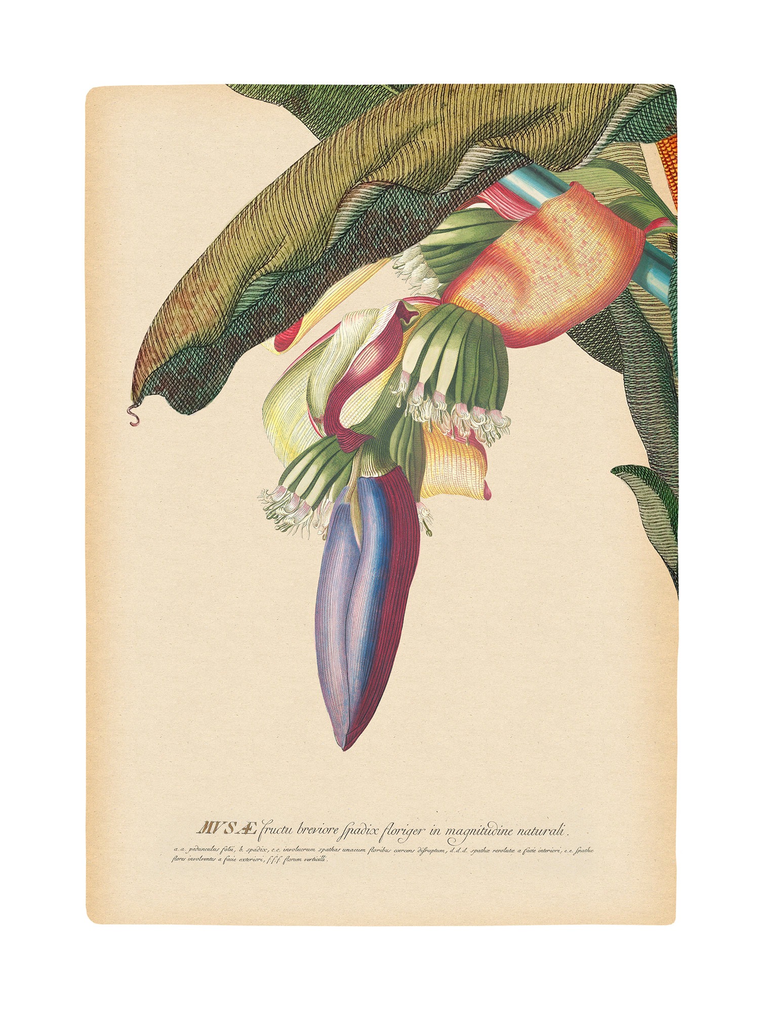 Komar Bild »Banana Heart« Natur 1 Stk. tlg. Wandbild zur Dekoration - ohne Rahmen