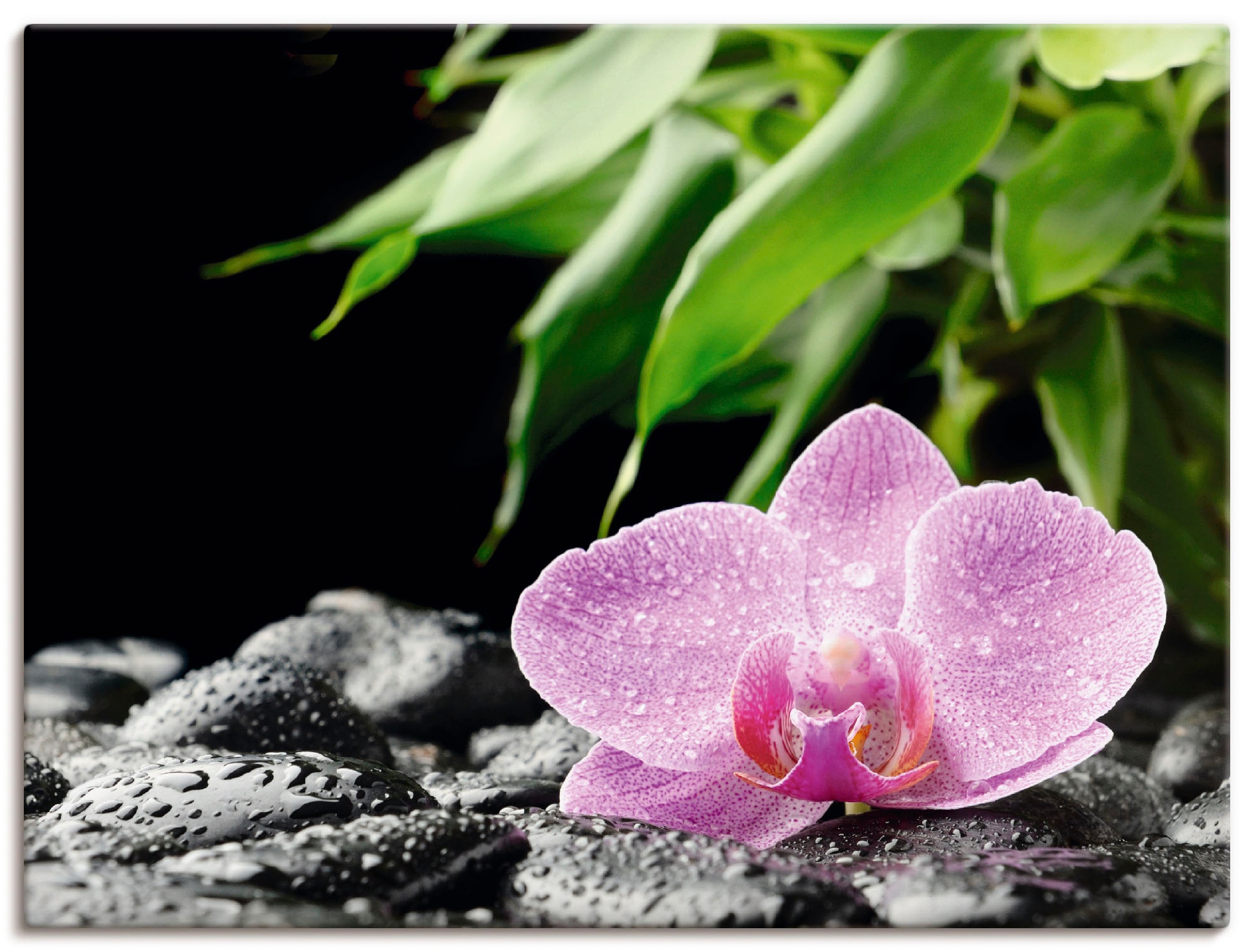 Artland Wandbild »Rosa Orchidee schwarzen Größen in Poster Leinwandbild, Zen | BAUR (1 oder auf bestellen als St.), Alubild, Steinen«, Wandaufkleber Blumen, versch