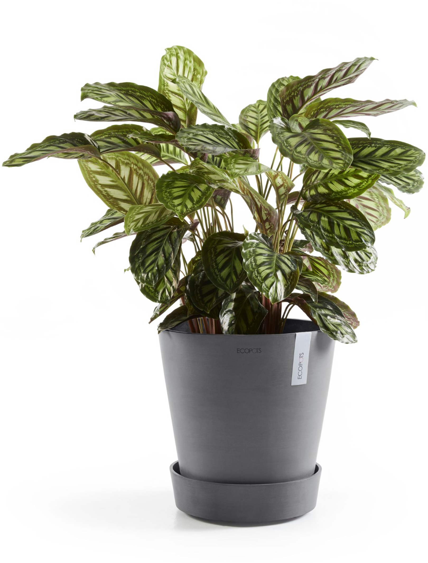 ECOPOTS Topfuntersetzer »mit Rollen 60 Grau«, für innen und außen: frostsicher, bruchsicher und lichtbeständig
