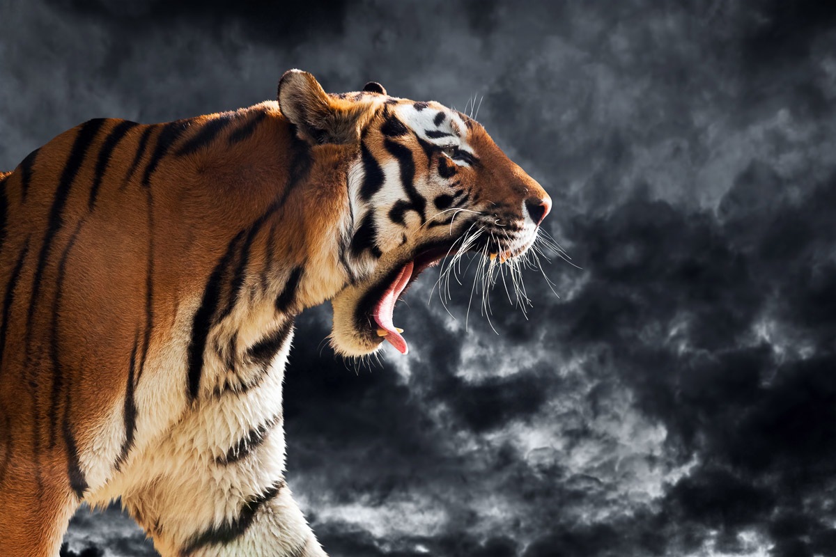 Fototapete »Brüllender wilder Tiger«
