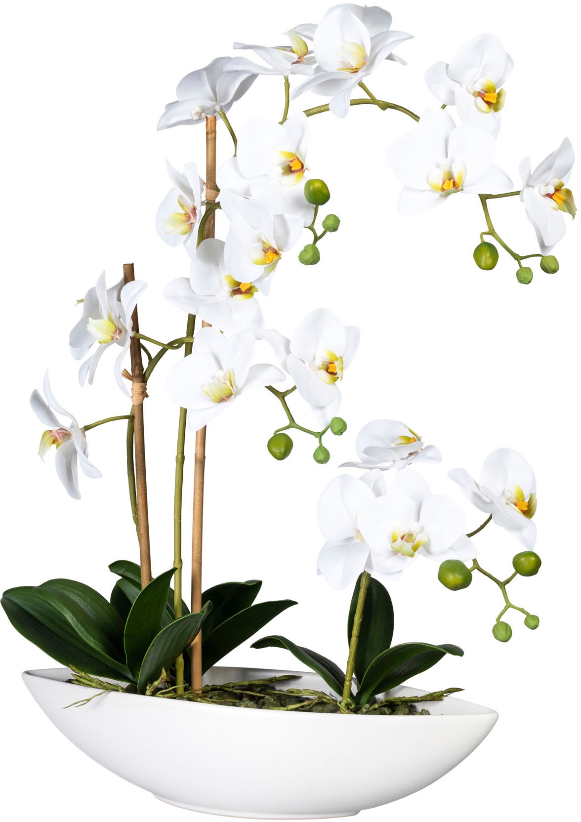 Kunstorchidee »Phalaenopsis«, im Keramikschiff