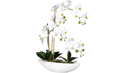 Creativ green Kunstorchidee »Phalaenopsis«, (1 St.), im Keramikschiff kaufen