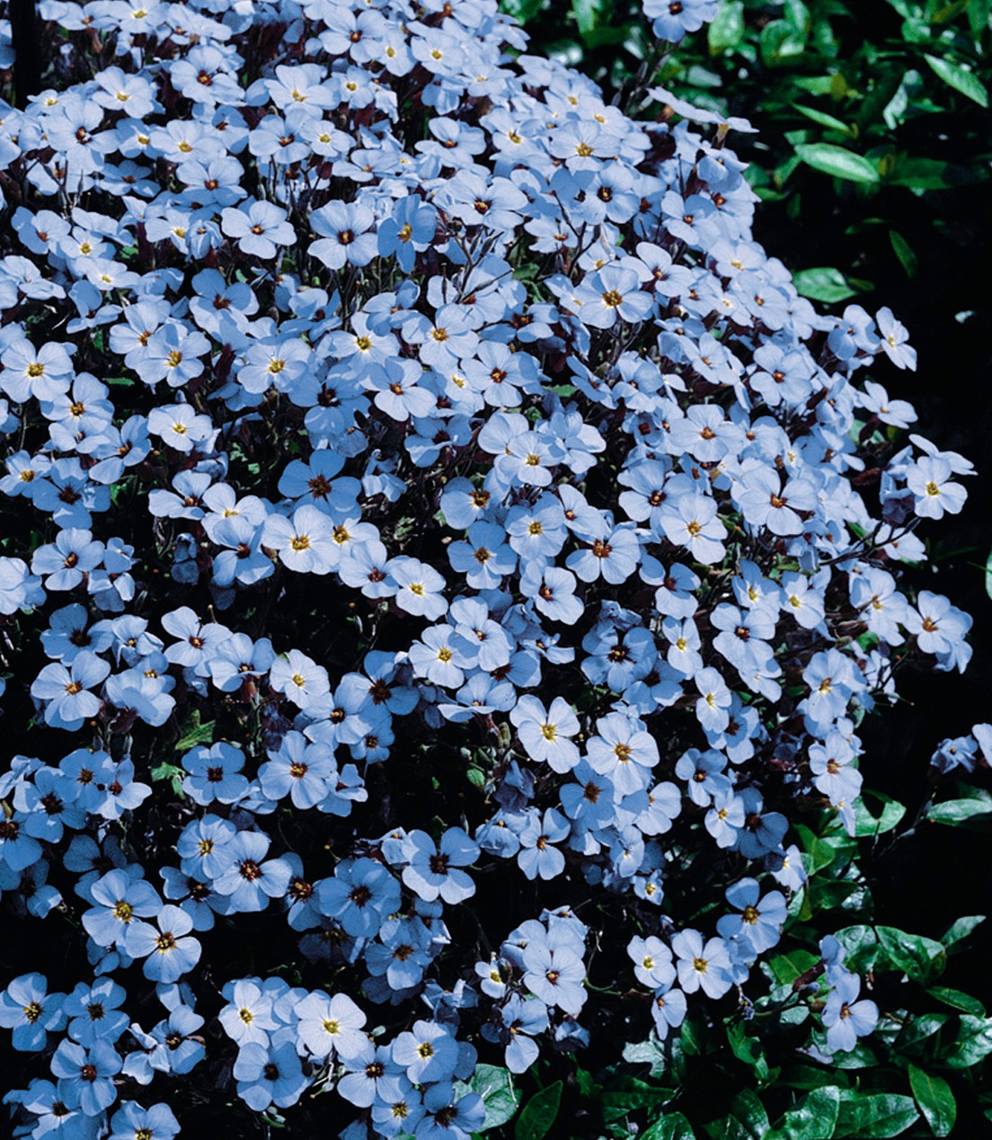 BCM Staude »Blaukissen«, (3 St.), Blaukissen-Set: 3 Pflanzen kaufen