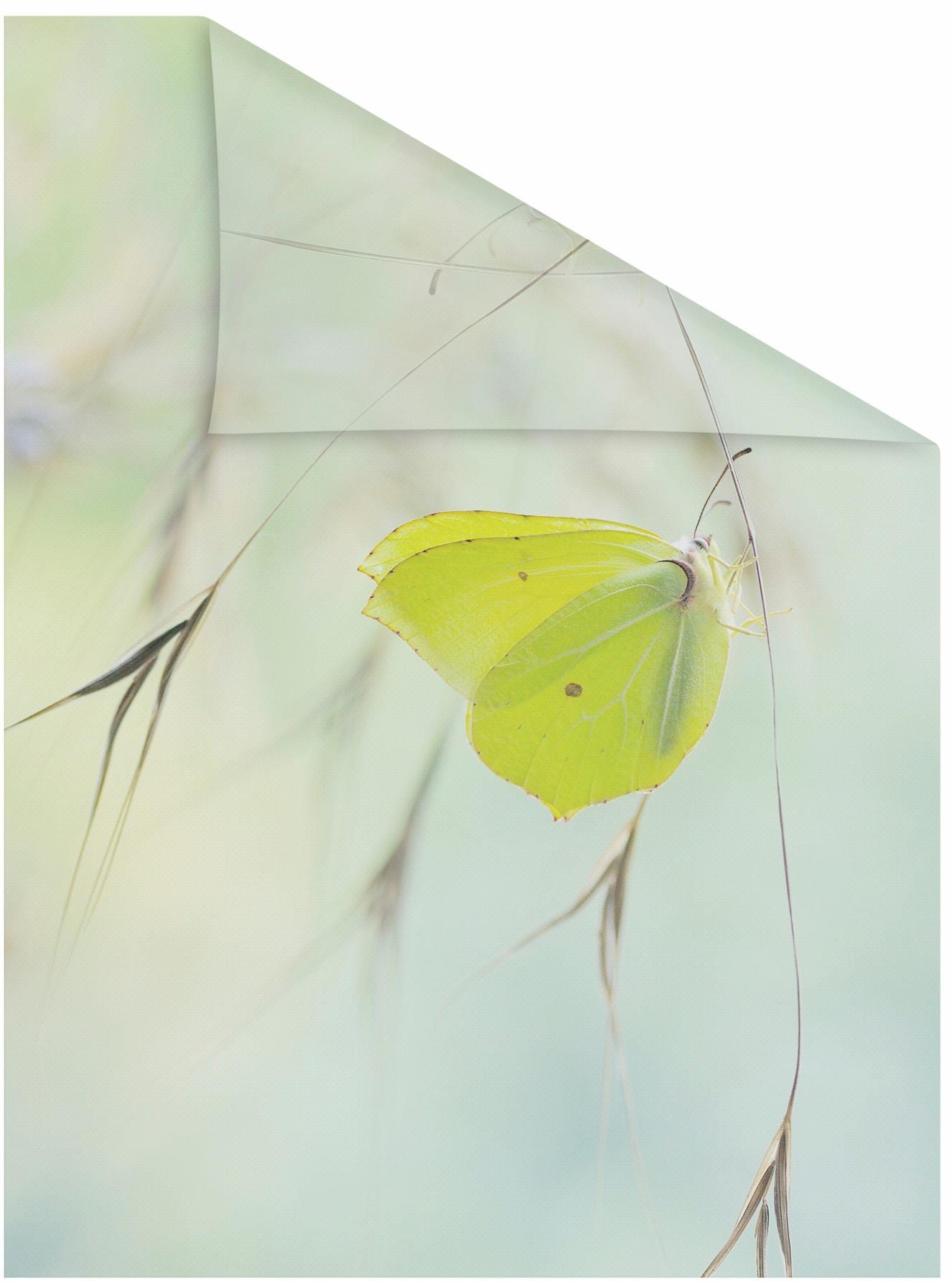 LICHTBLICK ORIGINAL Fensterfolie "Schmetterling Grün" 1 Stk. blickdicht str günstig online kaufen