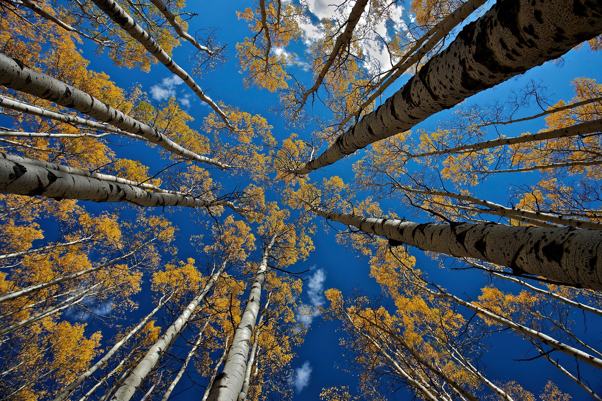 Papermoon Fototapete "Photo-Art VERDON, ASPENS FALL"