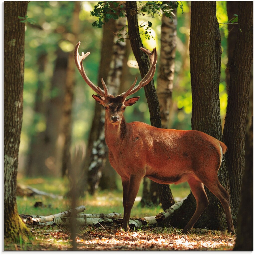 Artland Glasbild »Hirsch 4 - Wald«, Wildtiere, (1 St.)