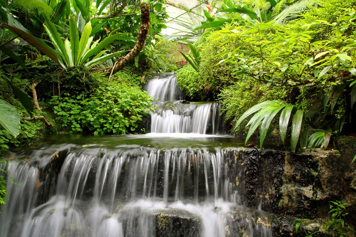 Fototapete »WASSERFALL-NATUR WALD DSCHUNGEL PALMEN BÄUME PFLANZEN«