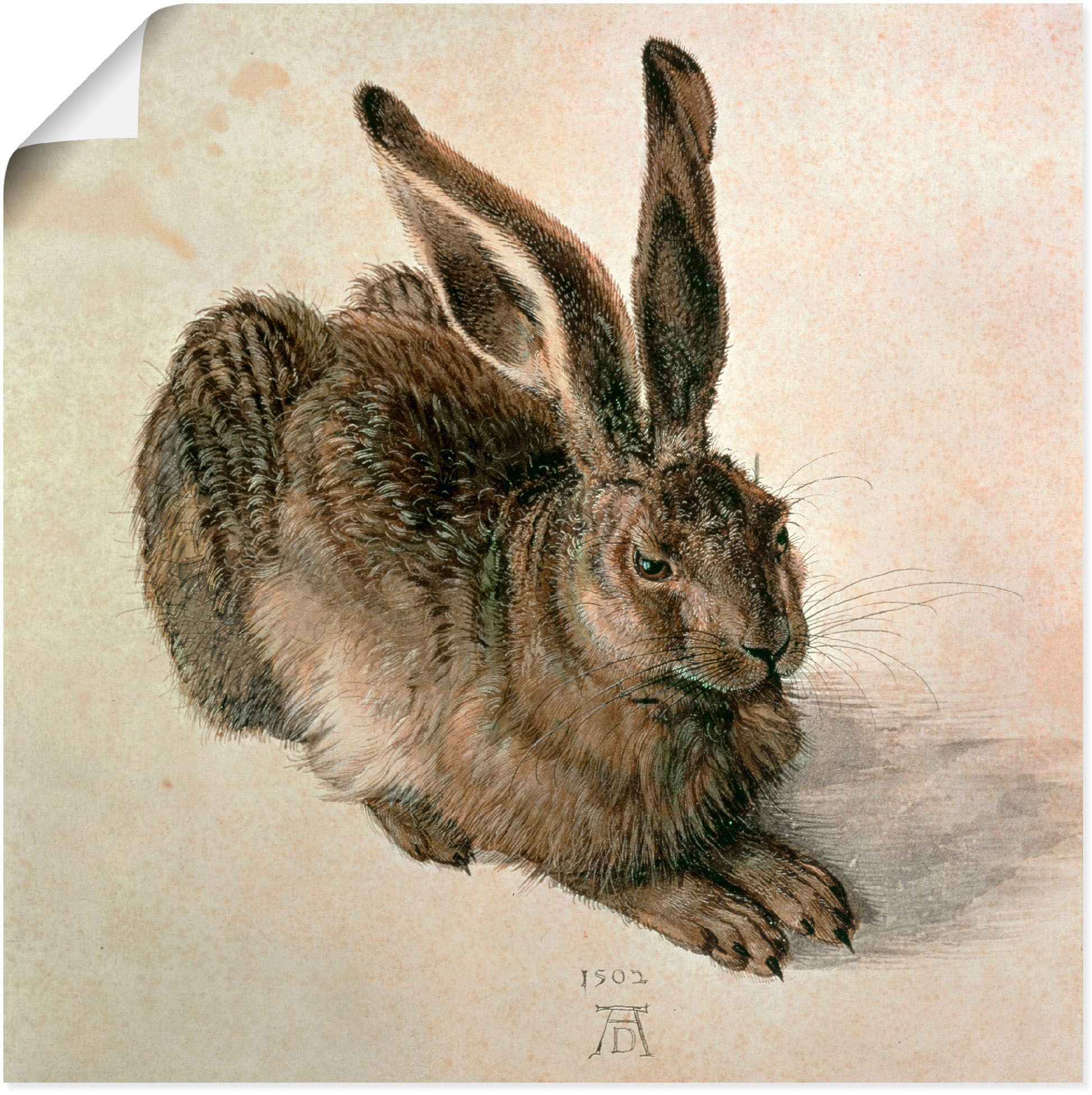 Artland Wandbild "Junger Feldhase. 1502" Wildtiere 1 tlg. als Leinwandbild, günstig online kaufen