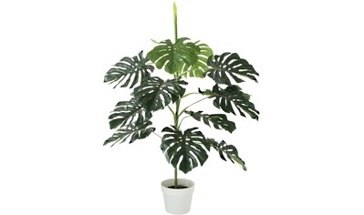 BOLTZE Künstliche Zimmerpflanze »Topfpflanze Monstera«, (1 St.) kaufen