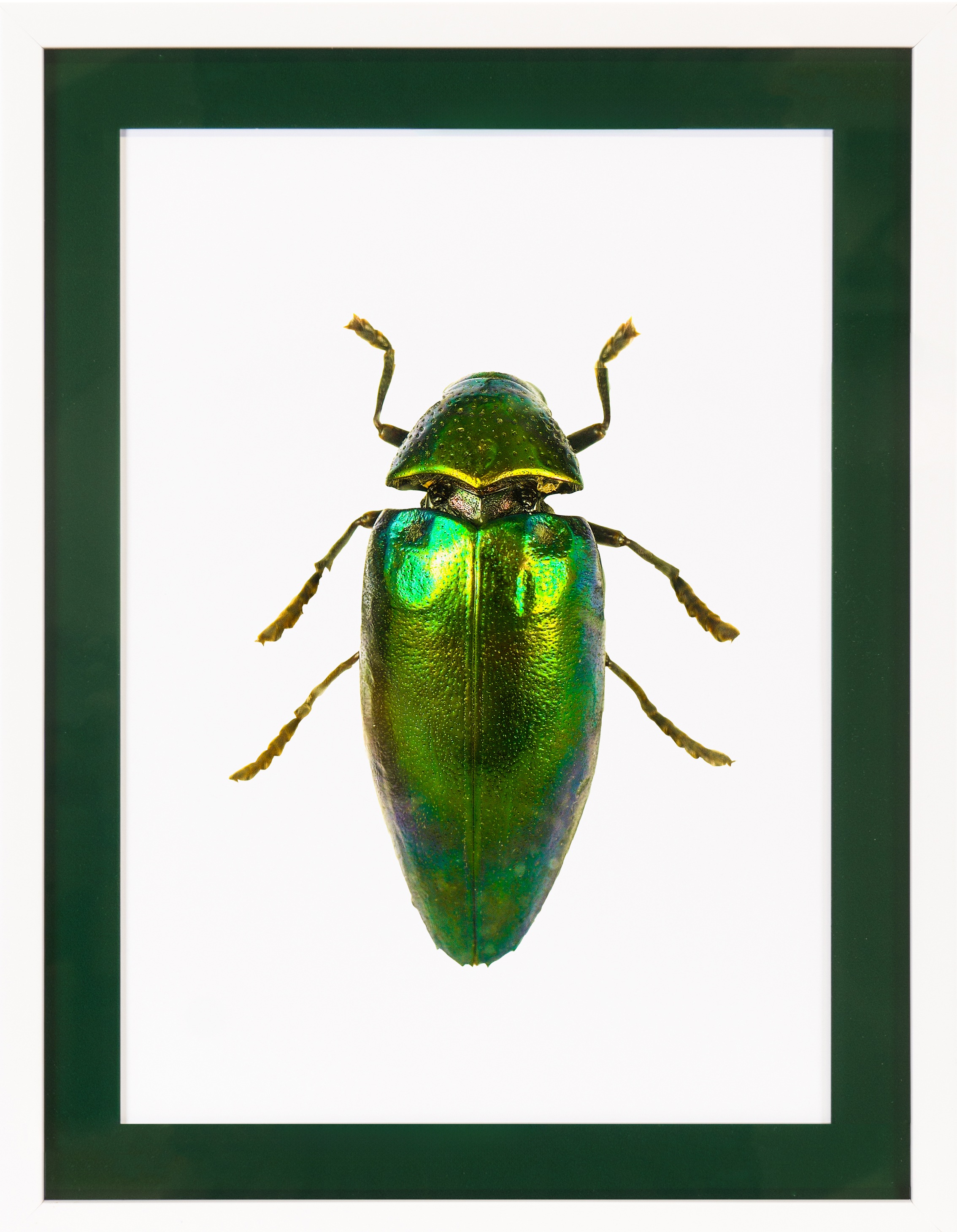 queence Bild mit Rahmen »Käfer, glitzer, dunkelgrün«, Insekten, (1 St.), Poster mit buntem Acrylglas Passepartout