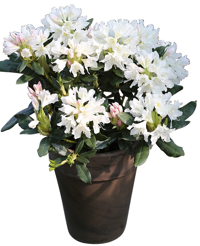BCM Hecken »Rhododendron 'Cunningham's White'«, (2 St.), Höhe: 40-50 cm, 2 Pflanzen kaufen