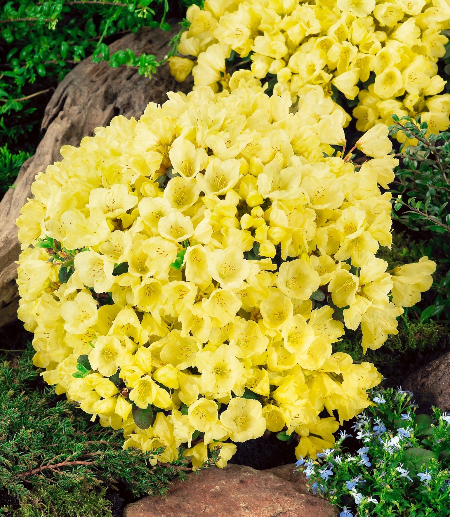 BCM Gehölze »Zwerg-Rhododendron 'Wren'«, (1 St.) kaufen
