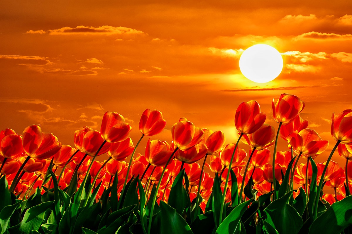 Papermoon Fototapete "Rote Tulpen"