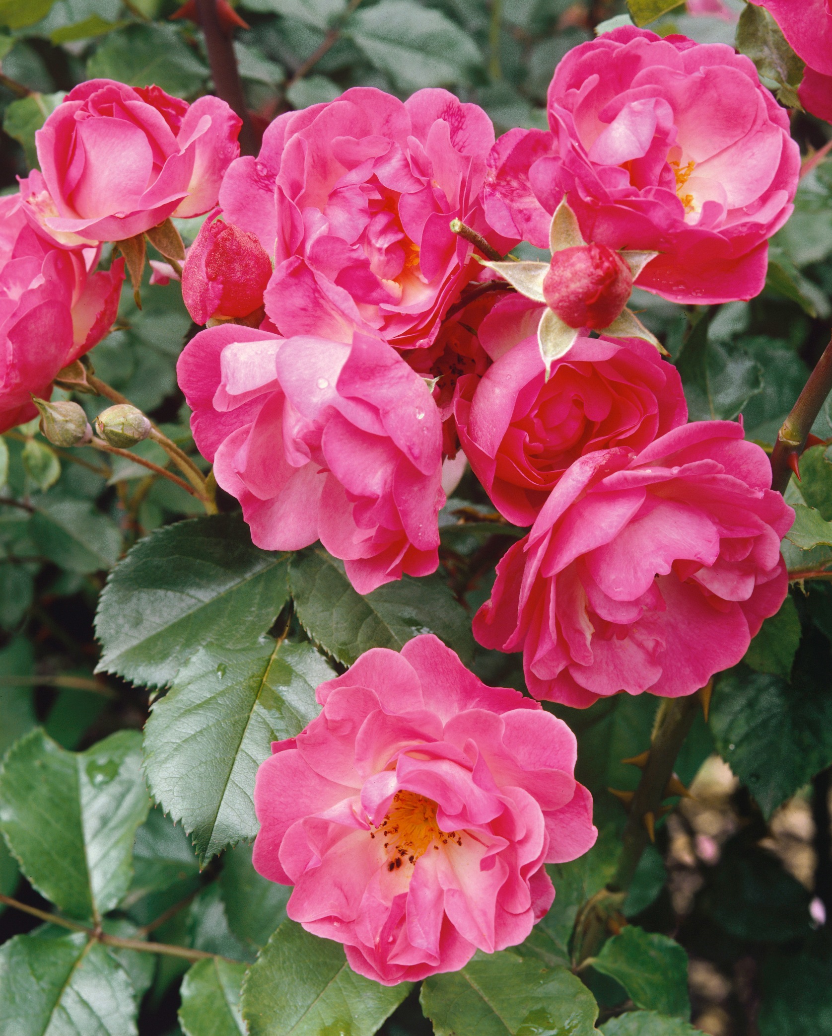 BCM Beetpflanze »Bodendeckerrose 'Pink Harmony'«, (1 St.), Höhe: 15-20 cm kaufen