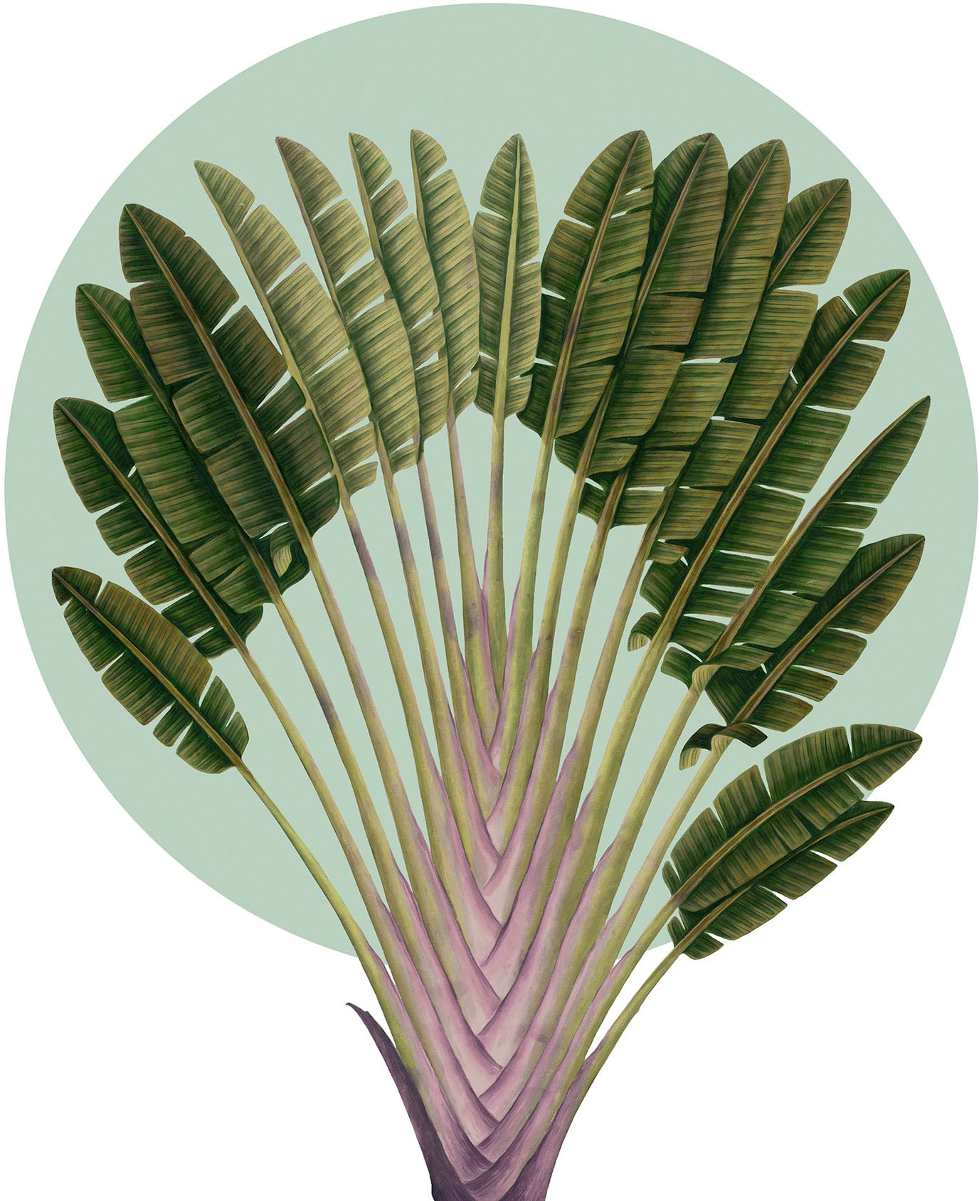 Komar Bild "Botanical Garden Pinnate Palm" Natur 1 Stk. tlg. Wandbild zur D günstig online kaufen