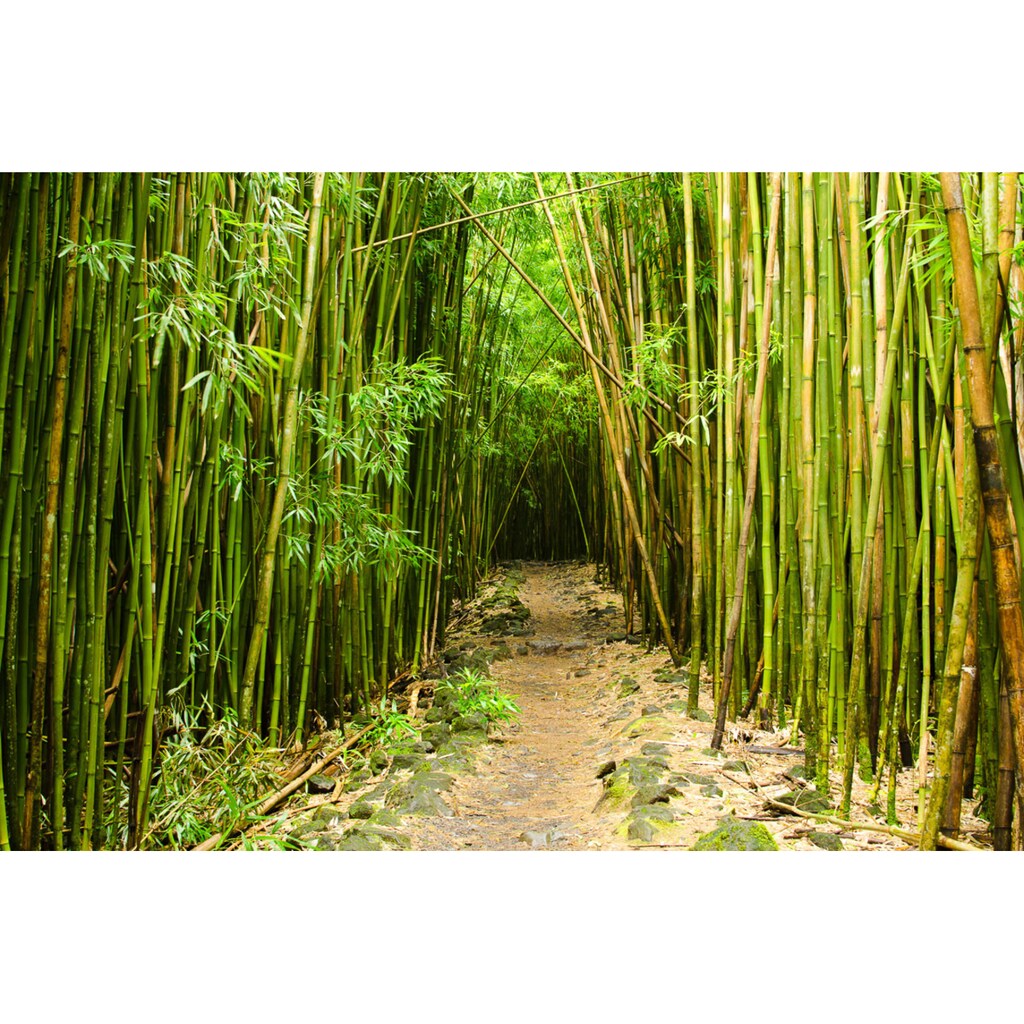 Papermoon Fototapete »Bambuswald Hawaii«