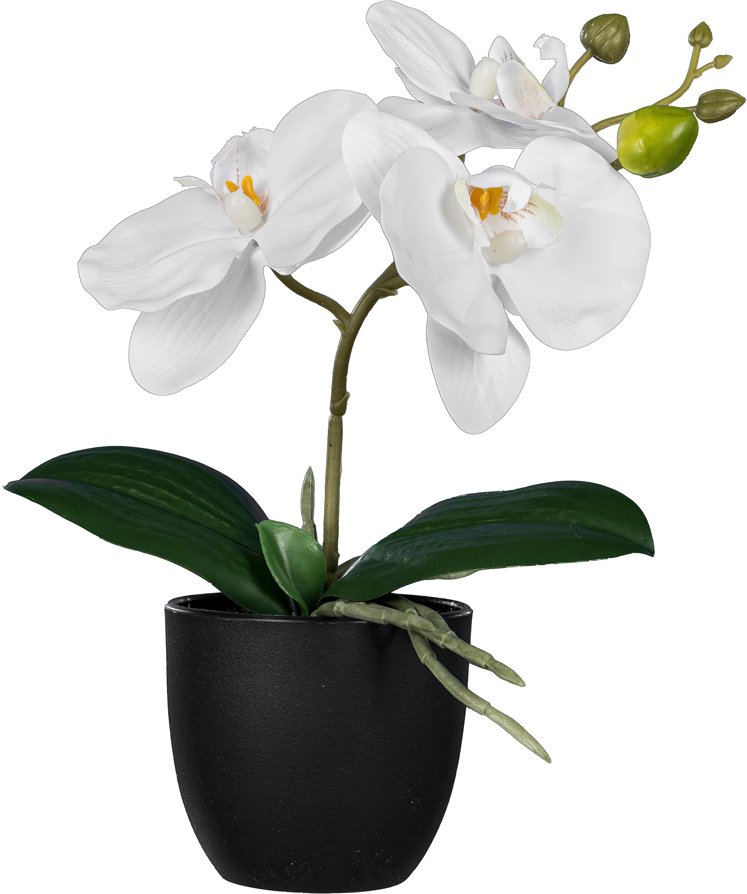 Creativ green Kunstorchidee »Orchidee Phalaenopsis«, mit naturgetreuen Blüten