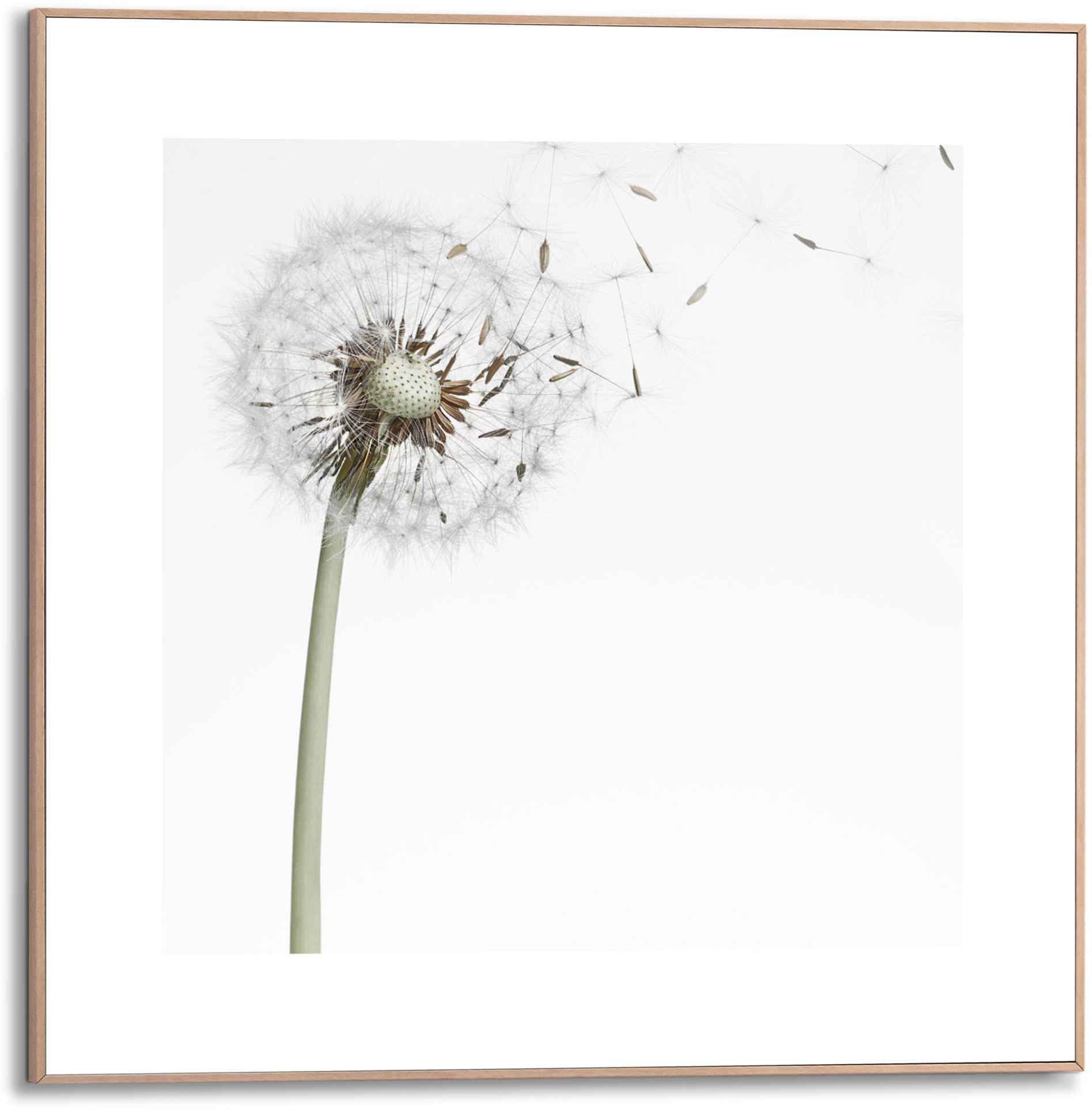(1 Blumen, bestellen Bild »Gerahmtes | Pusteblume«, Bild St.) BAUR Reinders!