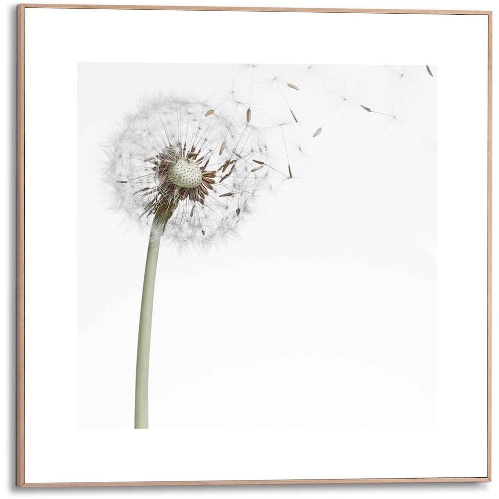 Reinders! Bild »Gerahmtes Bild Pusteblume«, Blumen, (1 St.)