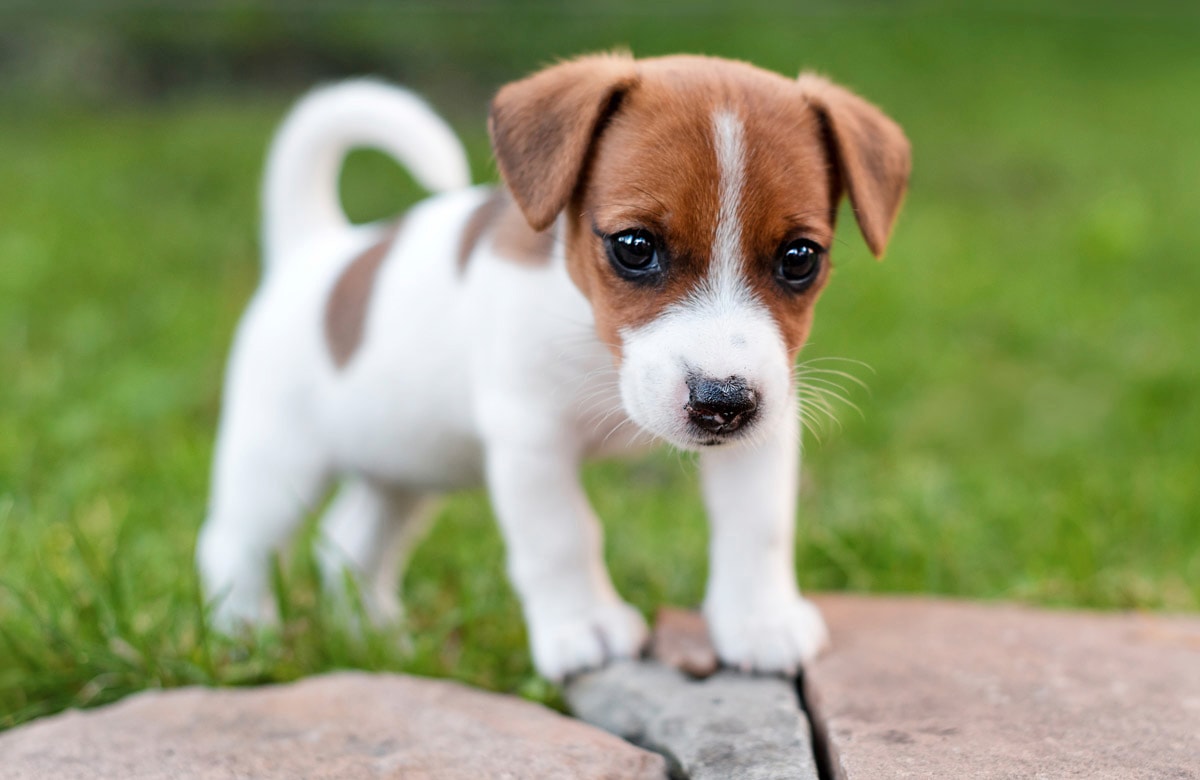 Papermoon Fototapete "JACK RUSSEL-WELPE TERRIER HUND WIESE PARK LANSSCHAFT"