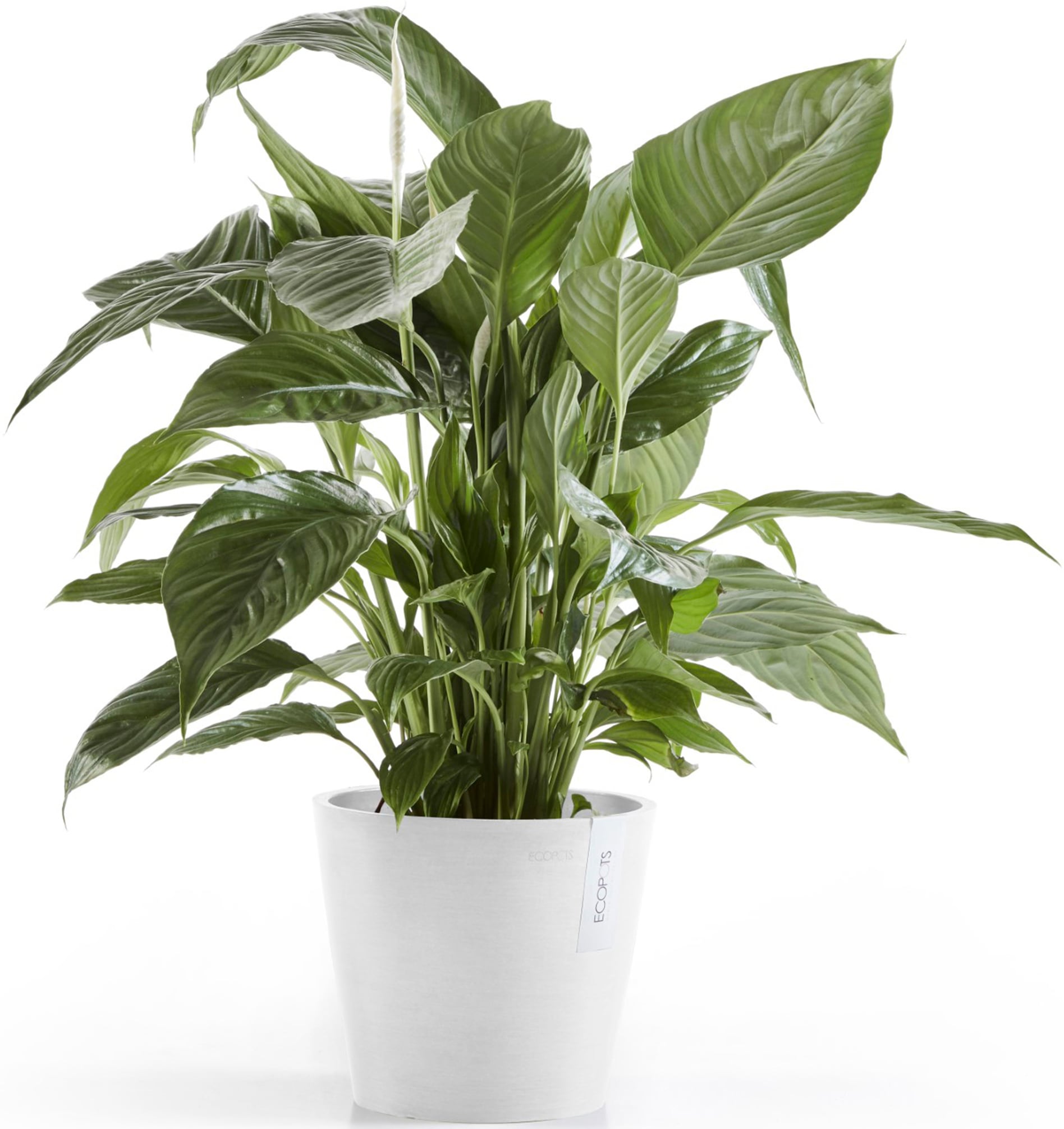 ECOPOTS Blumentopf »Amsterdam 20 Weiß«, für innen und außen: frostsicher, bruchsicher und lichtbeständig