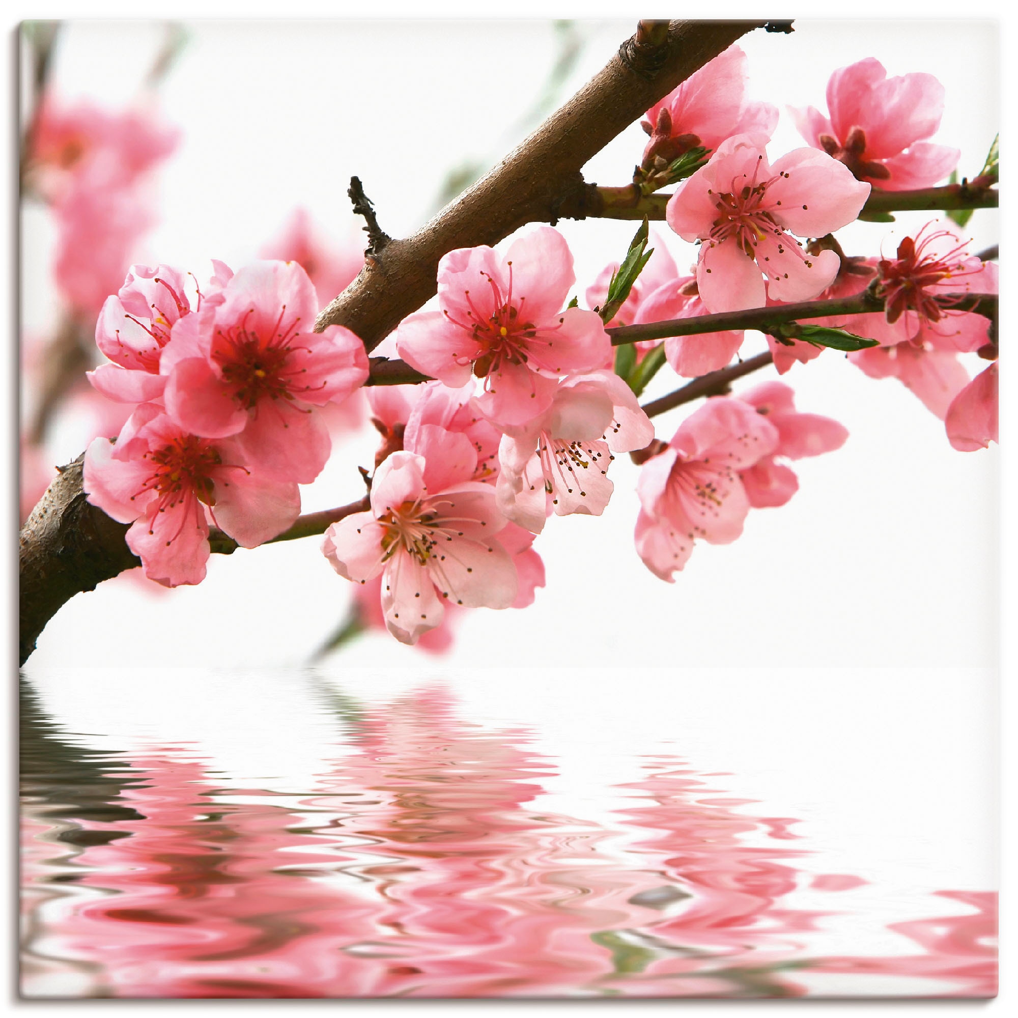 Wandbild »Pfirsichblüten reflektieren im Wasser«, Blumen, (1 St.), als Leinwandbild in...