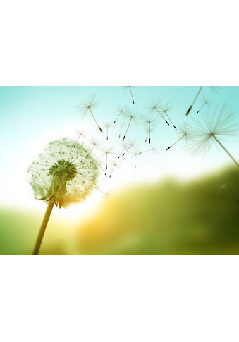 Papermoon Fototapetas »Dandelion in the Wind«