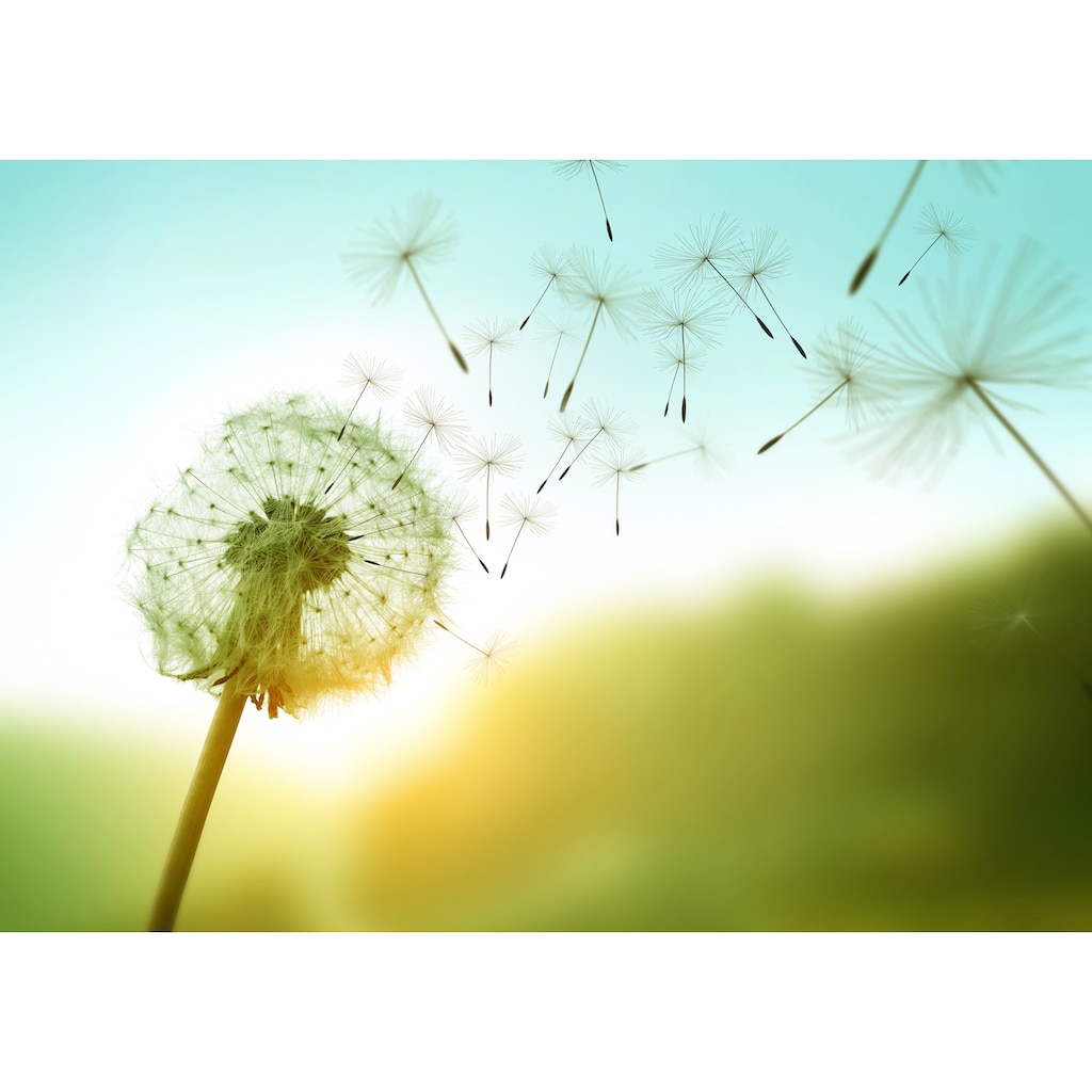 Papermoon Fototapete »Dandelion in the Wind«