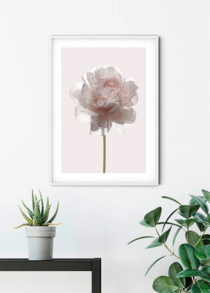 Komar Poster »Rose«, Blumen, (1 St.), Kinderzimmer, Schlafzimmer, Wohnzimmer