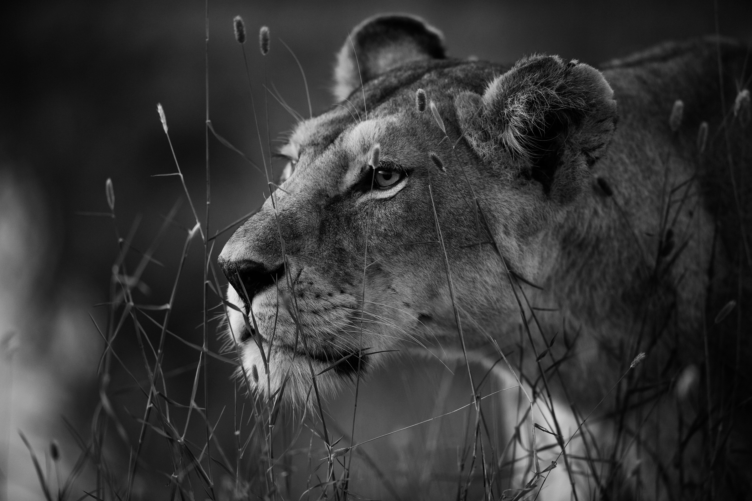 Papermoon Fototapete "Photo-Art SIMONA FORTE, OHNE TITEL"