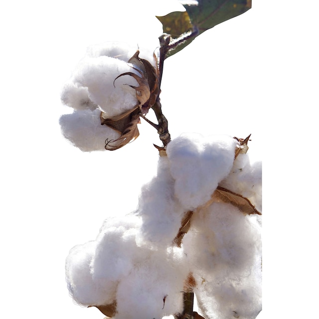 Wendre Baumwollkissen »Odda«, Bezug: Baumwolle, (1 St.), Baumwollkissen aus  100% veganen Materialien, in 40x80 oder 80x80 cm | BAUR