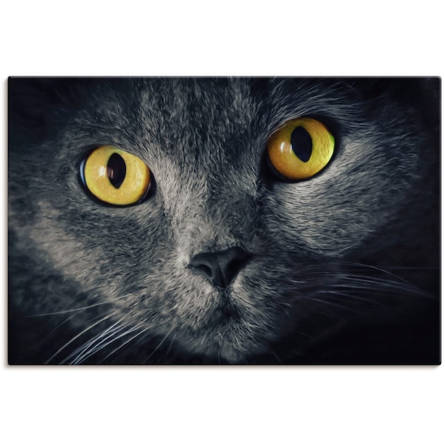 Artland Wandbild »Katzenaugen«, Haustiere, (1 St.), als Alubild,  Leinwandbild, Wandaufkleber oder Poster in versch. Größen kaufen | BAUR
