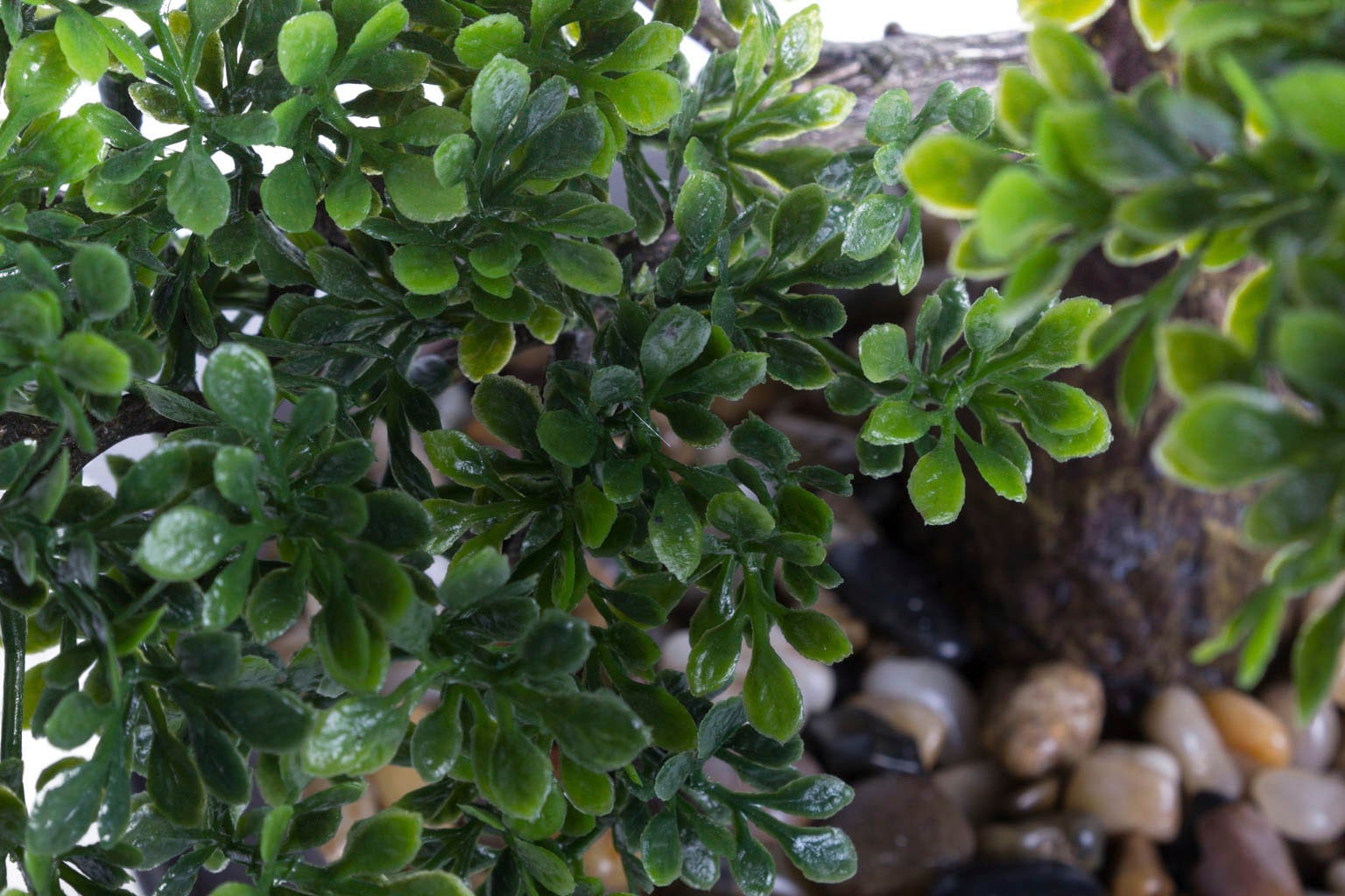 Botanic-Haus Kunstbonsai "Ficus Bonsai" günstig online kaufen